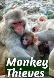 Обезьяны-воришки, Сезон 2